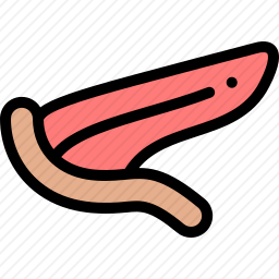 胰腺