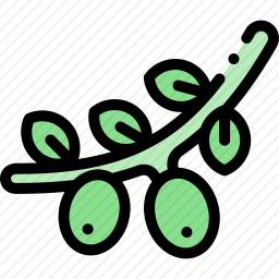 橄榄树