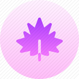 <em>枫叶</em>