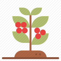 咖啡植物
