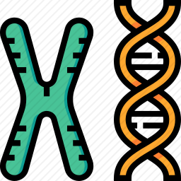 染色体DNA