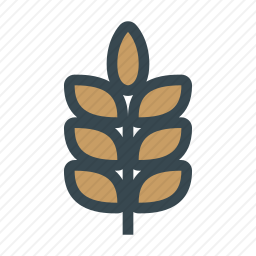 <em>小麦</em>