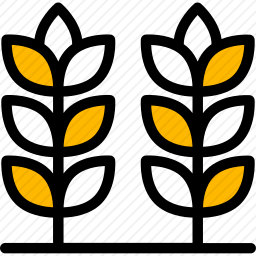 小麦