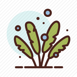 植物
