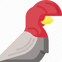 鸟
