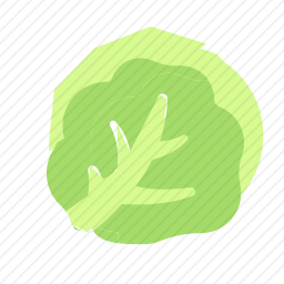  包菜