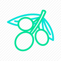 <em>橄榄</em>