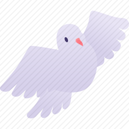 鸽子