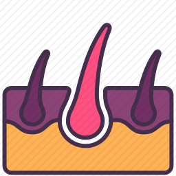 <em>毛囊</em>