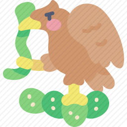 鹰