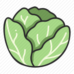 <em>白菜</em>