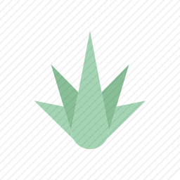 龙舌兰
