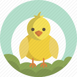 小鸡