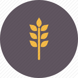 <em>小麦</em>
