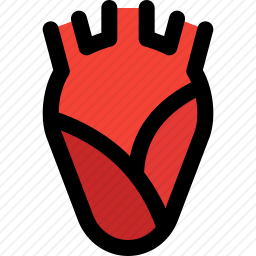 <em>心脏</em>