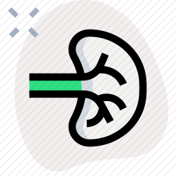 脾