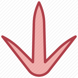 鸟爪印