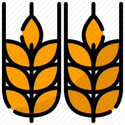 小麦