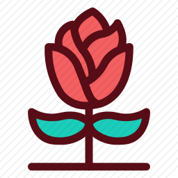 玫瑰