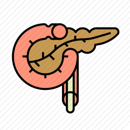 胰腺