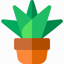 芦荟