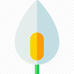 白鹤芋
