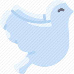 鸽子