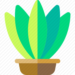 蕨类