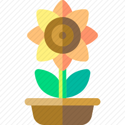 向日葵