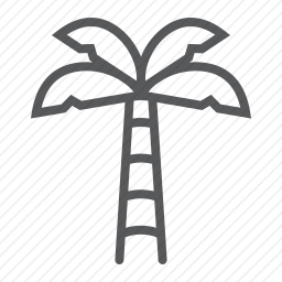<em>棕榈树</em>