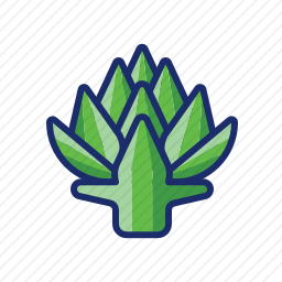 <em>朝鲜蓟</em>
