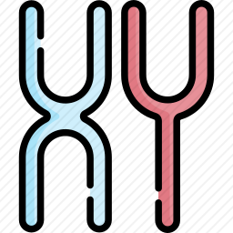 <em>染色体</em>