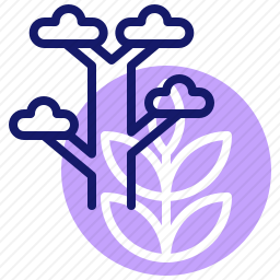 桉树