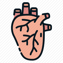 <em>心脏</em>