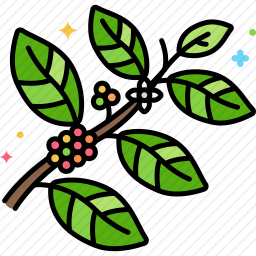 咖啡植物