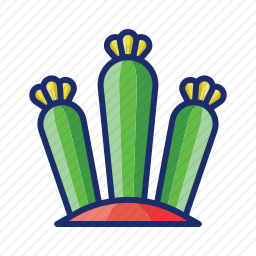 仙人掌
