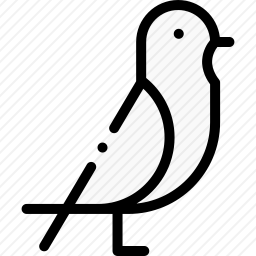 鸽子