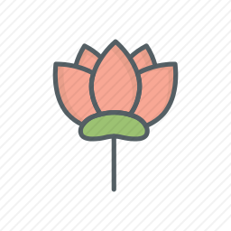 莲花