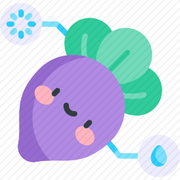 甜菜根