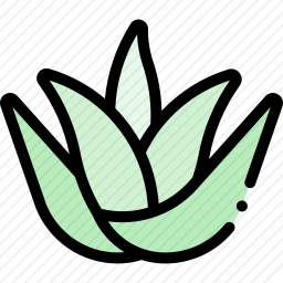 芦荟