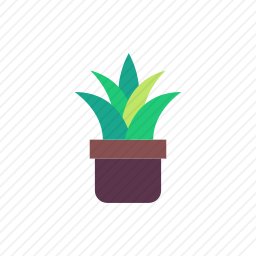 芦荟
