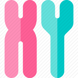 染色体