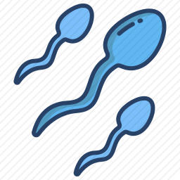 <em>精子</em>