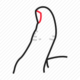 <em>大拇指</em>