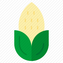 玉米