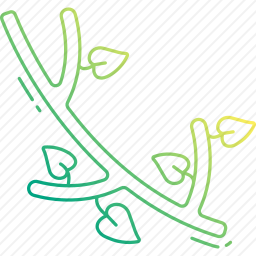 枝