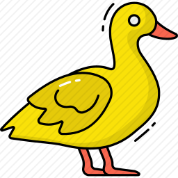 鸭子