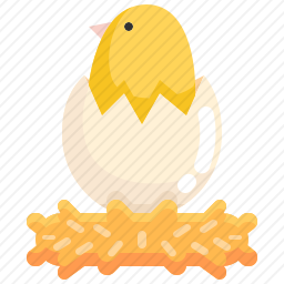 小鸡