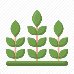 <em>农场</em>