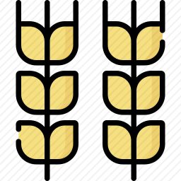 小麦